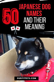 Looking for japanese name for your newborn? 50 Japanese Dog Names And Their Meaning Our Fit Pets Japanese Dogs Dog Names Japanese Names And Meanings