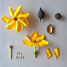 G A R D E N I A Carinata Syn Gardenia Tubifera Var Kula Botanical Study And Deconstruction Of Flowering Pa Flower Structure Clay Flowers Beautiful Flowers
