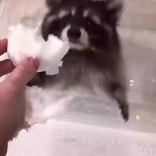 After her death, shoko appears to finn as an amorphous ghost in the creeps, king worm, and the vault. in come along with me, she appears in the nightmare juice world when. Video Memes 8jf7jixl5 By Petvideos 2012 1 9k Comments