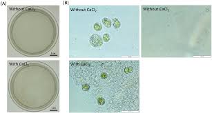 Image result for Microchloa altera