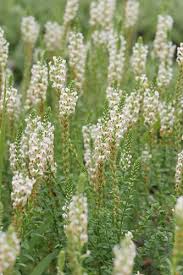 Image result for Hebenstretia dentata