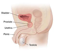 Image result for Prostate Anatomy