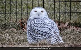 Free Free 212 Snowy Owl Svg SVG PNG EPS DXF File