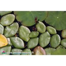 Image result for Brasenia schreberi