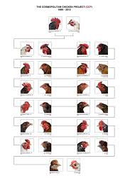 Chicken Genetics Google Search Chicken Projects To Try