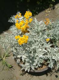 Image result for Cineraria