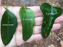 Image result for Smilax