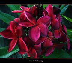 Easy to grow hawaiian tropical fragrant garden indoors or outdoors. Pin On Frangipani