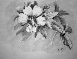 Lotus is another easy pencil drawings of. Drawings Of Flowers In Pencil