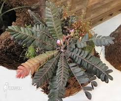 Image result for Biophytum