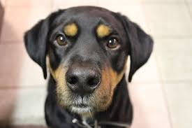 Check spelling or type a new query. Mini Rottweiler Alles Was Sie Wissen Mussen Kompletter Guide