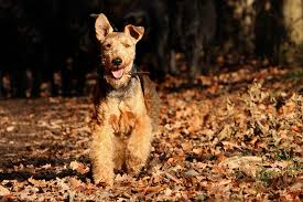 Welsh terriers have been bred for centuries to locate, chase, flush out and kill prey, without any prompting or hesitation. Welsh Terrier Steckbrief Aussehen Verhalten Und Haltung
