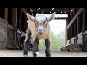 Curious baby goats - YouTube