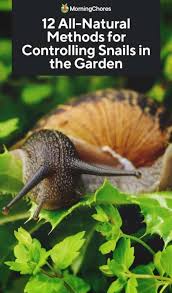 If not in my garden where else? 12 All Natural Ways To Get Rid Of Snails And Slugs In The Garden
