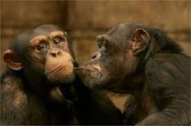 Monkey Kiss Animals Kissing Monkey See Monkey Do Animals