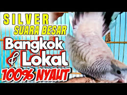 We did not find results for: Perkutut Silver Suara Besar Pancingan Perkutut Lokal