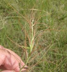 Image result for Dipcadi viride