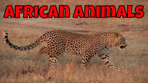 African Animals Learning African Animals For Kids African Animals Learn The Different Animals That Live African Animals Animals For Kids Kids Learning Videos