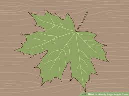 3 Ways To Identify Sugar Maple Trees Wikihow