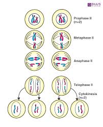 Cells may appear inactive during this stage, but they are quite the opposite. Ncert Exemplar Solution For Class 11 Biology Chapter 10 Get The Pdf Here