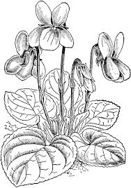 Viola Odorata Clipart Etc Viola Flower Flower Drawing Flower Sketches