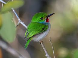 Bee Hummingbird Small Birds Bee Hummingbird Beautiful Birds
