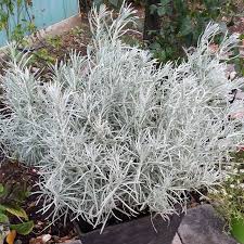 Image result for Helichrysum argyranthum
