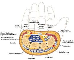 Join fpl circuit competitions today! Uic Kn251 T 3pm Lab On Twitter T 3pm 251lab There Are 9 Tendons 4 From Fds 4 From Fdp And 1 From Fpl The Median Nerve Is Also In The Tunnel Https T Co Smafiyrmgz