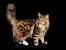 Maine Coon Lynx Point Bengal Cat