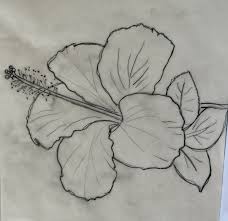 Flower Images In Pencil Drawing Sketch its branch and leaves on the background of your hibiscus flower. drawing expert blogger