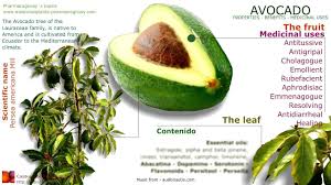 Avocado Benefits Avocado Tree Fruit Seed Leaves And Health Avocado Benefits Avocado Health Benefits Avocado