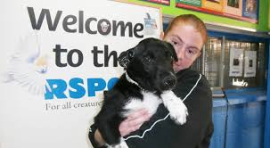 Black female groodle puppy for sale to the best home only. Rspca Bundaberg Rspca Queensland