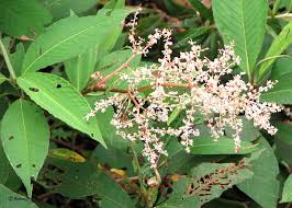 Image result for Polystachya laurentii