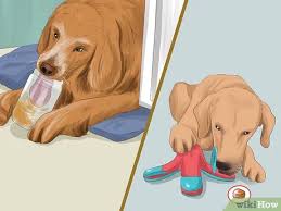 Also, it helps to train your dog as well, using positive training techniques. 3 Ways To Dog Proof The Cat S Litterbox Wikihow Pet