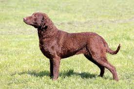 Check spelling or type a new query. Chesapeake Bay Retriever Breed Guide Info Pictures Care More Pet Keen