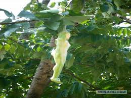 �������� �� ������� narilatha wiki
