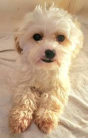 Our puppies and the parents.