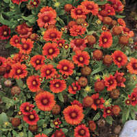 Hemerocallis 'passion for red' common name: Hemerocallis Passion For Red Walters Gardens Inc