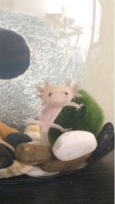 Check out our axolotl food selection for the very best in unique or custom, handmade pieces from well you're in luck, because here they come. My Baby Axolotl Loves To Beg For Food By Stating Me Down Http Ift Tt 2ldkhwf Axolotl Pet Axolotl Axolotl Cute