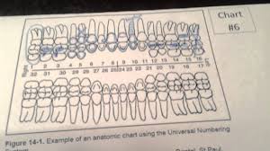 Dental Paper Charting