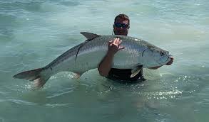 Weekly Fishing Report For Islamorada Florida And The
