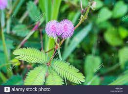 Pink Mimosa Flowers In A Field Of Green Forest Stock Photo Alamy