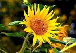 Surajmukhi Ke Upyog Harvesting Sunflower Seeds Planting Sunflower Seeds Annual Plants