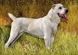 Alabay dogs mixed here with different dogs and there appeared dog breeds like kangal, akbas, malakli. Europetnet Central Asian Shepherd Dog