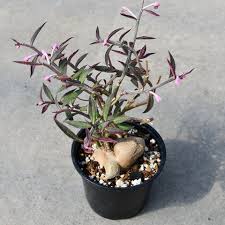 Image result for Monadenium rugosum