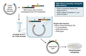 Rational Neb Enzyme Compatibility Chart Neb Restriction