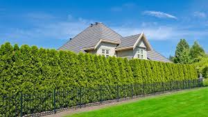 Drastically reduce sound pollution from traffic or other noisy neighbors. Benefits Of A Privacy Hedge And How To Plant One Front Range Arborists