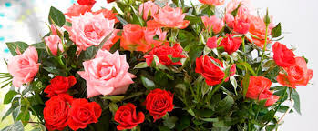 Un día cualquiera, decidí comprar un rosal de pitiminí y colocarlo en mi nuevo, pequeño pero flamante jardín y observar el. Rosas Ramificadas O Pitimini Blog Bourguignon