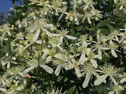 Image result for Clematis uhehensis