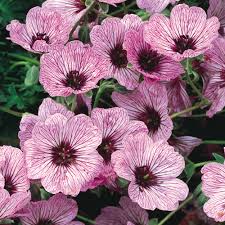 We did not find results for: Geranium Cinereum Ballerina J Parker Dutch Bulbs